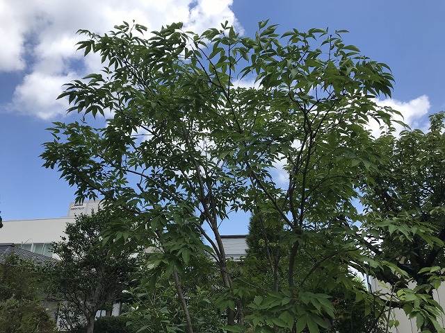 日当たり向きの植栽